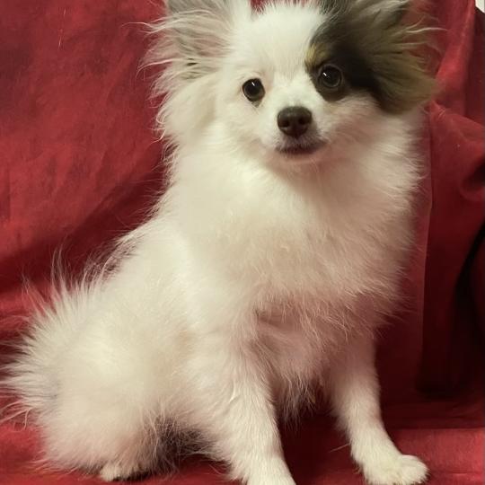 chiot Spitz allemand BIBIE spitz naine DISPONIBLE Domaine de la Chantelaie  