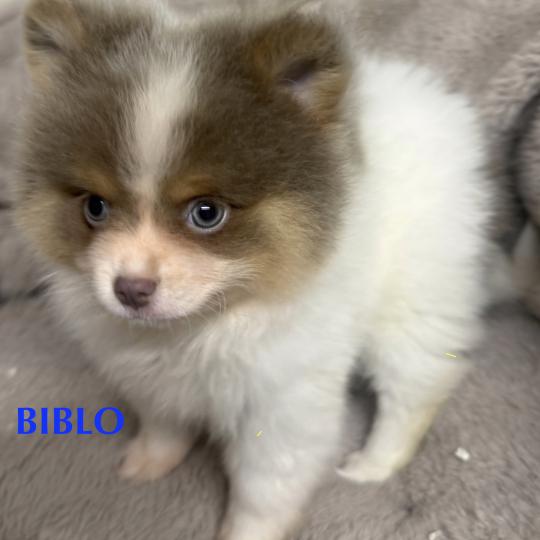 chiot Spitz allemand BIBLO spitz disponible Domaine de la Chantelaie  