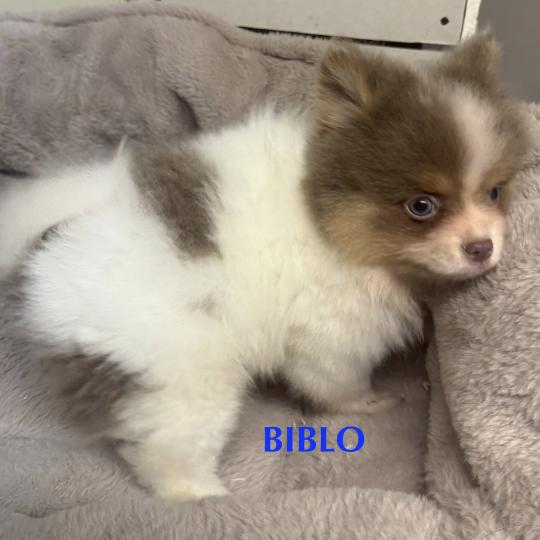 chiot Spitz allemand BIBLO spitz disponible Domaine de la Chantelaie  