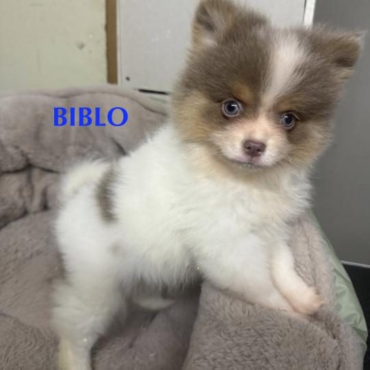chiot Spitz allemand BIBLO spitz disponible Domaine de la Chantelaie  