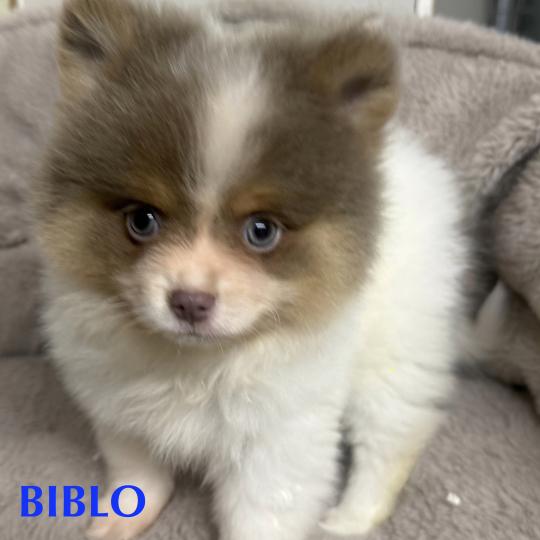 chiot Spitz allemand BIBLO spitz disponible Domaine de la Chantelaie  