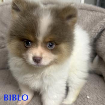 BIBLO spitz disponible Mâle Spitz allemand