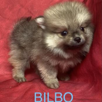 BILBO spitz nain à réserver Mâle Spitz allemand