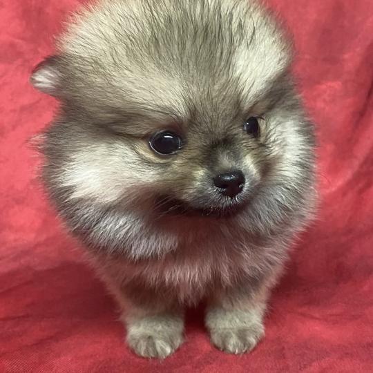 chiot Spitz allemand BILBO spitz à réserver Domaine de la Chantelaie  