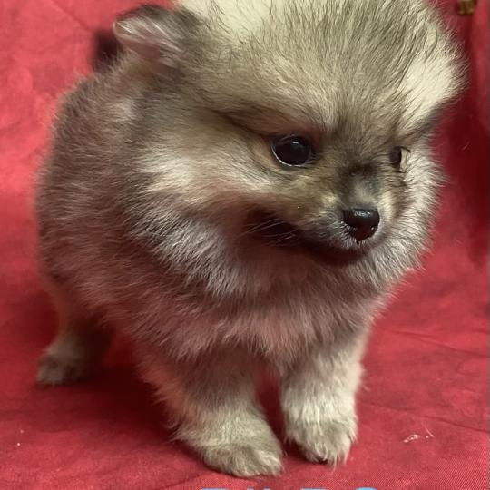 chiot Spitz allemand BILBO spitz à réserver Domaine de la Chantelaie  