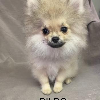 BILBO spitz nain DISPONIBLE Mâle Spitz allemand