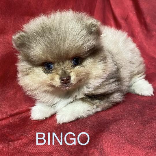 chiot Spitz allemand BINGO spitz nain disponible Domaine de la Chantelaie  