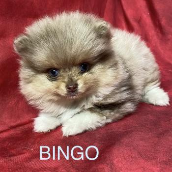 BINGO spitz nain disponible Mâle Spitz allemand