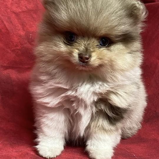 chiot Spitz allemand BINGO spitz nain disponible Domaine de la Chantelaie  