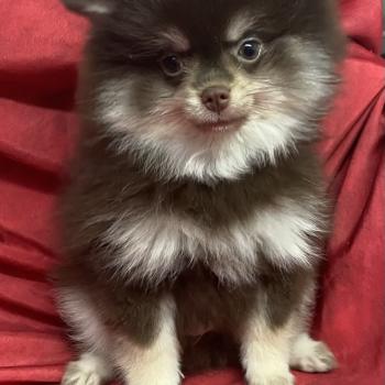 BLAZOU spitz DISPONIBLE Mâle Spitz allemand