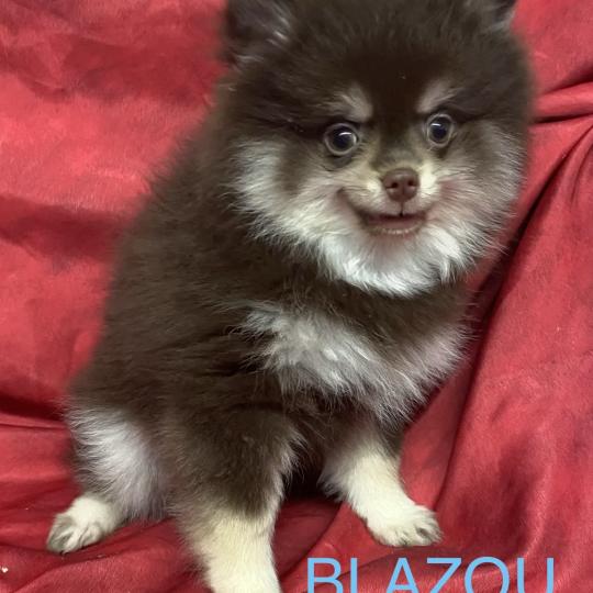 chiot Spitz allemand BLAZOU spitz disponible Domaine de la Chantelaie  