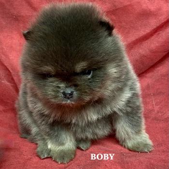 BOBY spitz nain Poméranian à réserver Mâle Spitz allemand