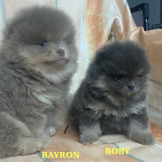 chiot Spitz allemand BOBY spitz nain Poméranian à réserver Domaine de la Chantelaie  