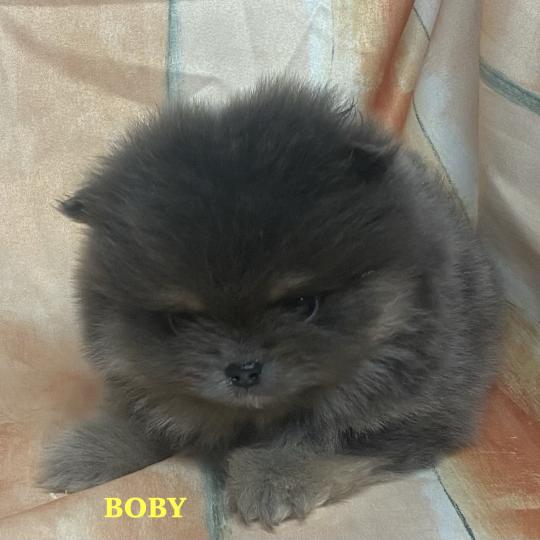 chiot Spitz allemand BOBY spitz nain Poméranian à réserver Domaine de la Chantelaie  