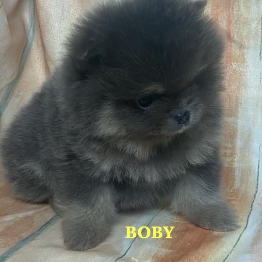 chiot Spitz allemand BOBY spitz nain Poméranian à réserver Domaine de la Chantelaie  