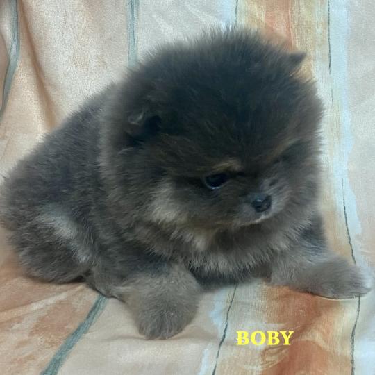 chiot Spitz allemand BOBY spitz nain Poméranian à réserver Domaine de la Chantelaie  