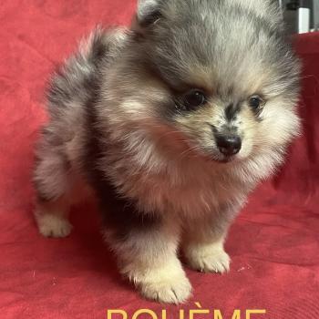 BOHEME spitz naine disponible Femelle Spitz allemand