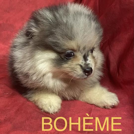 chiot Spitz allemand BOHEME spitz à réserver Domaine de la Chantelaie  