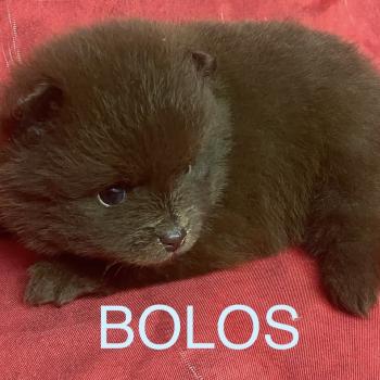 BOLOS spitz à réserver Mâle Spitz allemand
