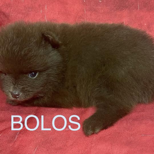 chiot Spitz allemand BOLOS spitz à réserver Domaine de la Chantelaie  