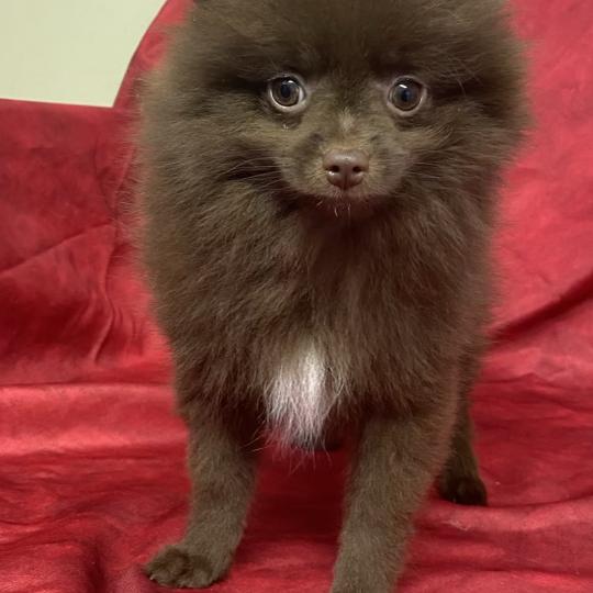 chiot Spitz allemand BOLOS spitz disponible Domaine de la Chantelaie  