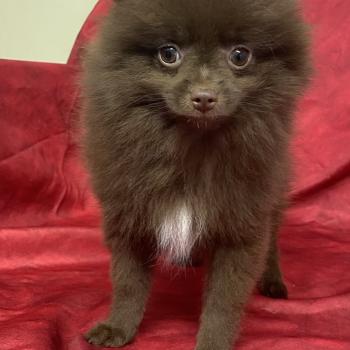 BOLOS spitz DISPONIBLE Mâle Spitz allemand