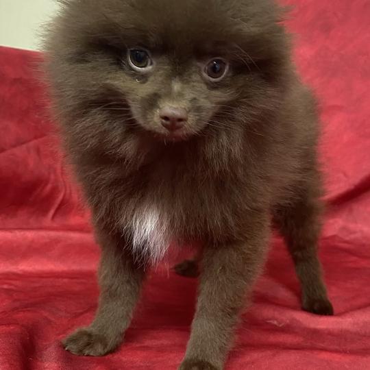 chiot Spitz allemand BOLOS spitz disponible Domaine de la Chantelaie  