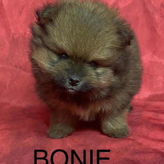 chiot Spitz allemand BONIE spitz à réserver Domaine de la Chantelaie  