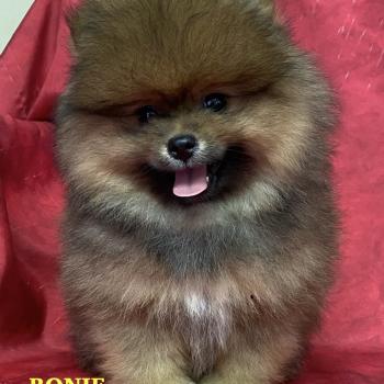 BONIE spitz Poméranian DISPONIBLE Femelle Spitz allemand