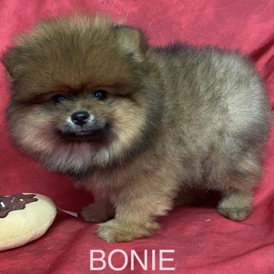chiot Spitz allemand BONIE spitz DISPONIBLE Domaine de la Chantelaie  