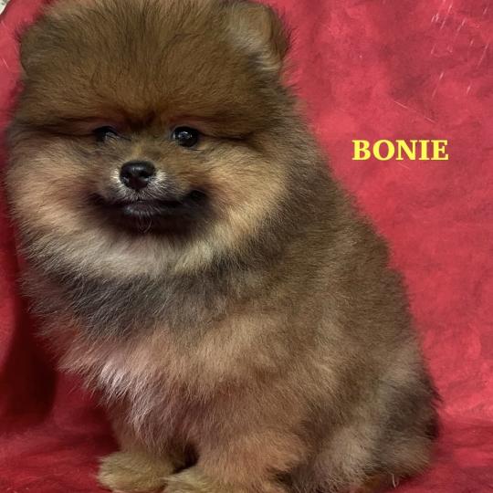 chiot Spitz allemand BONIE spitz DISPONIBLE Domaine de la Chantelaie  