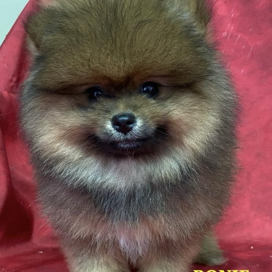 chiot Spitz allemand BONIE spitz DISPONIBLE Domaine de la Chantelaie  