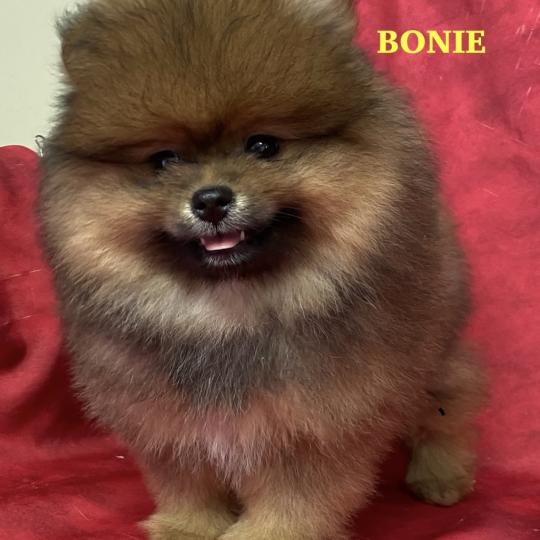 chiot Spitz allemand BONIE spitz DISPONIBLE Domaine de la Chantelaie  