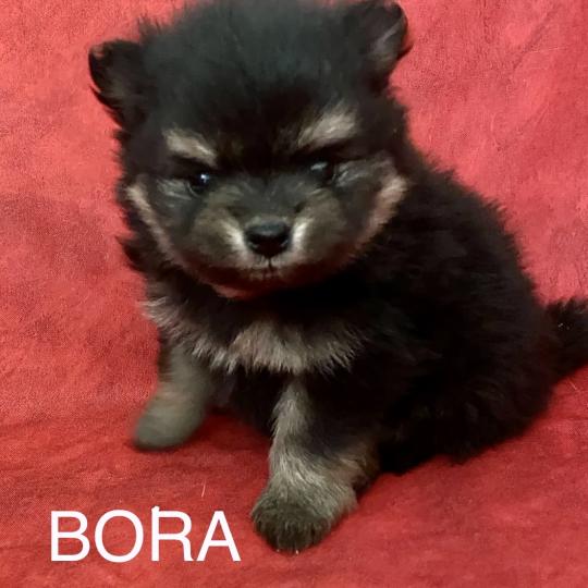 chiot Spitz allemand BORA spitz à réserver Domaine de la Chantelaie  