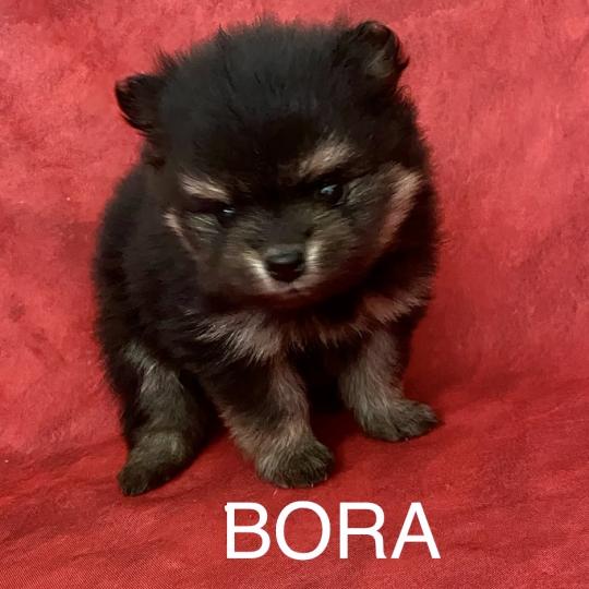 chiot Spitz allemand BORA spitz à réserver Domaine de la Chantelaie  