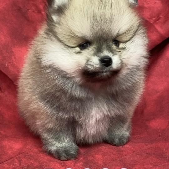 chiot Spitz allemand BOSCO spitz nain typé Poméranian à réserver Domaine de la Chantelaie  