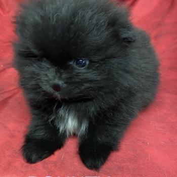 BOUNTY spitz nain typé Poméranian à réserver Mâle Spitz allemand