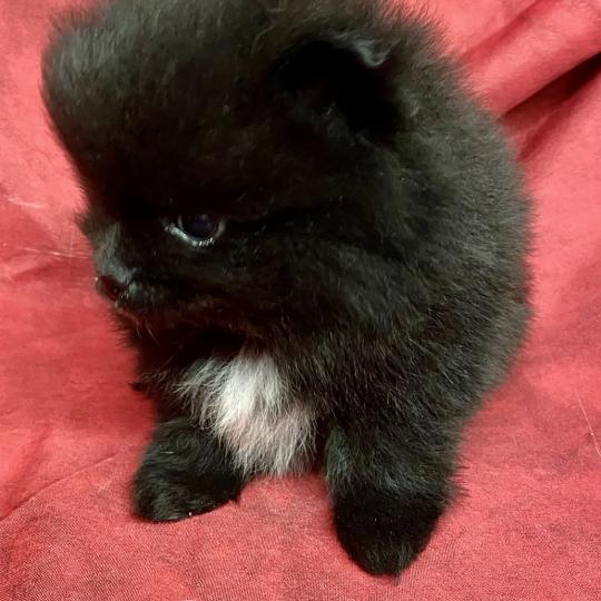 chiot Spitz allemand BOUNTY spitz nain typé Poméranian à réserver Domaine de la Chantelaie  