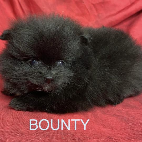 chiot Spitz allemand BOUNTY spitz nain typé Poméranian à réserver Domaine de la Chantelaie  