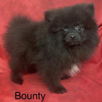 BOUNTY spitz nain typé Poméranian DISPONIBLE Mâle Spitz allemand