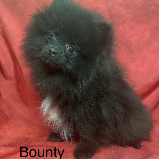 chiot Spitz allemand BOUNTY spitz nain typé Poméranian DISPONIBLE Domaine de la Chantelaie  