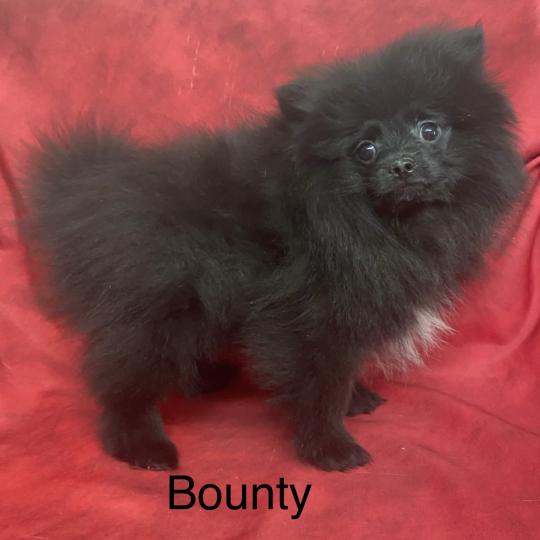 chiot Spitz allemand BOUNTY spitz nain typé Poméranian DISPONIBLE Domaine de la Chantelaie  
