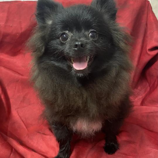 chiot Spitz allemand BOUNTY spitz DISPONIBLE Domaine de la Chantelaie  