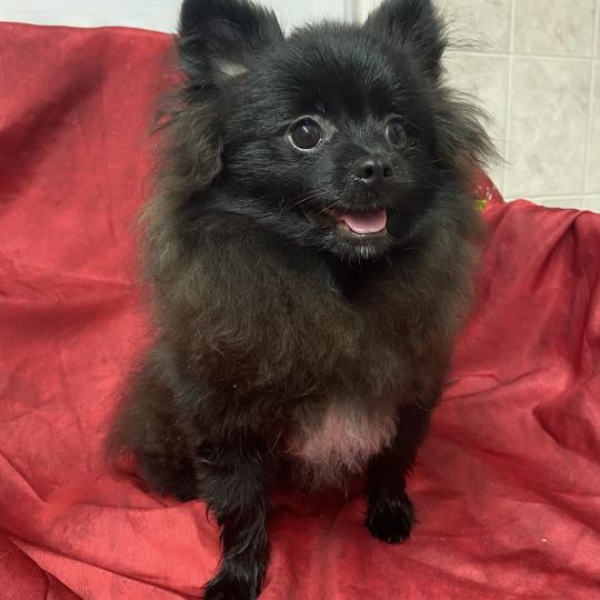 chiot Spitz allemand BOUNTY spitz DISPONIBLE Domaine de la Chantelaie  