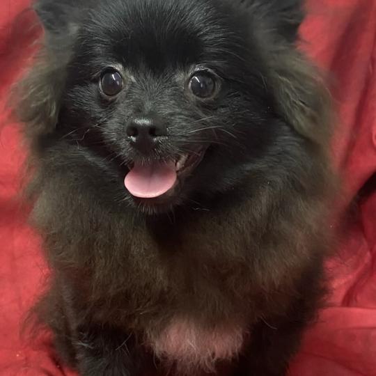 chiot Spitz allemand BOUNTY spitz DISPONIBLE Domaine de la Chantelaie  