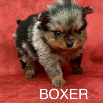 BOXER spitz à réserver Mâle Spitz allemand