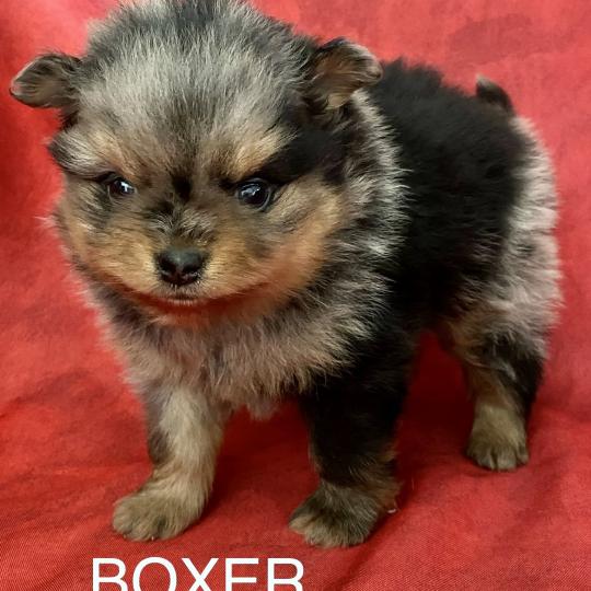 chiot Spitz allemand BOXER spitz à réserver Domaine de la Chantelaie  