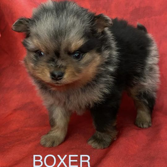 chiot Spitz allemand BOXER spitz à réserver Domaine de la Chantelaie  