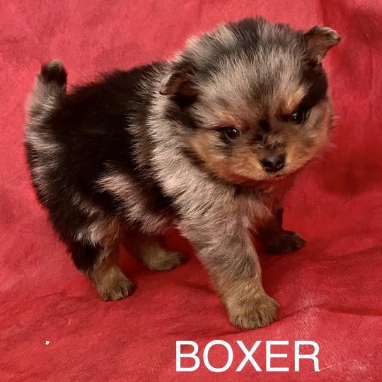 chiot Spitz allemand BOXER spitz à réserver Domaine de la Chantelaie  