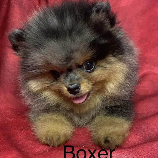 chiot Spitz allemand BOXER spitz à réserver Domaine de la Chantelaie  